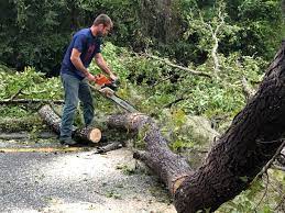 Best Root Management and Removal  in Norwich, CT
