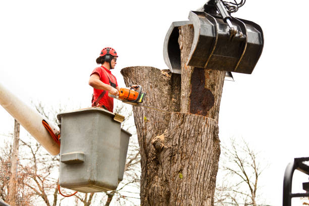 Best Tree Health Inspection  in Norwich, CT